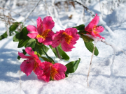 Un jardin fleuri en hiver