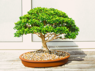 De mooiste bonsaisoorten voor binnen