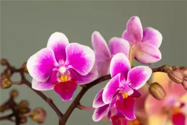 Découvrez la Beauté Unique des Orchidées