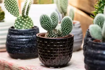 Découvrez les Caractéristiques Uniques des Cactus et des Plantes Succulentes