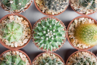 Le cactus : une plante qui piquera votre curiosité