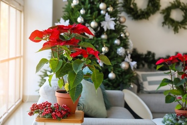 Les 5 meilleures plantes de Noël pour l'intérieur