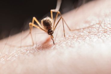 Onze tips tegen vliegen & muggen