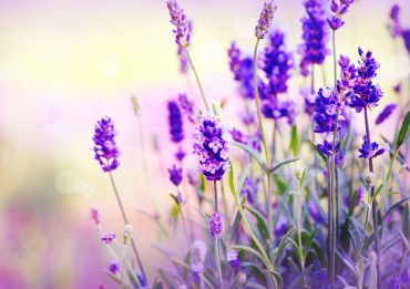 Top 10 des plantes de jardin parfumées