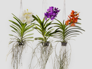 Betoverende vormen en kleuren van de hangende orchidee
