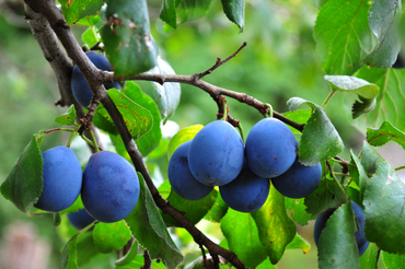 Cinq arbres fruitiers délicieux