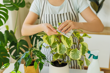 Ravivez vos plantes d'intérieur