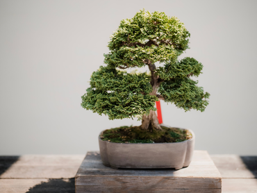 Slow living op z'n best: bonsaiboompjes